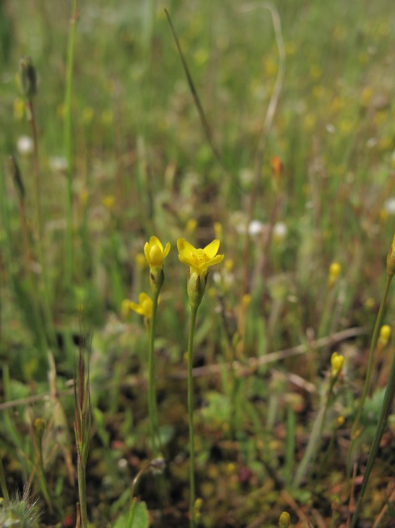 Cicendia filiformis